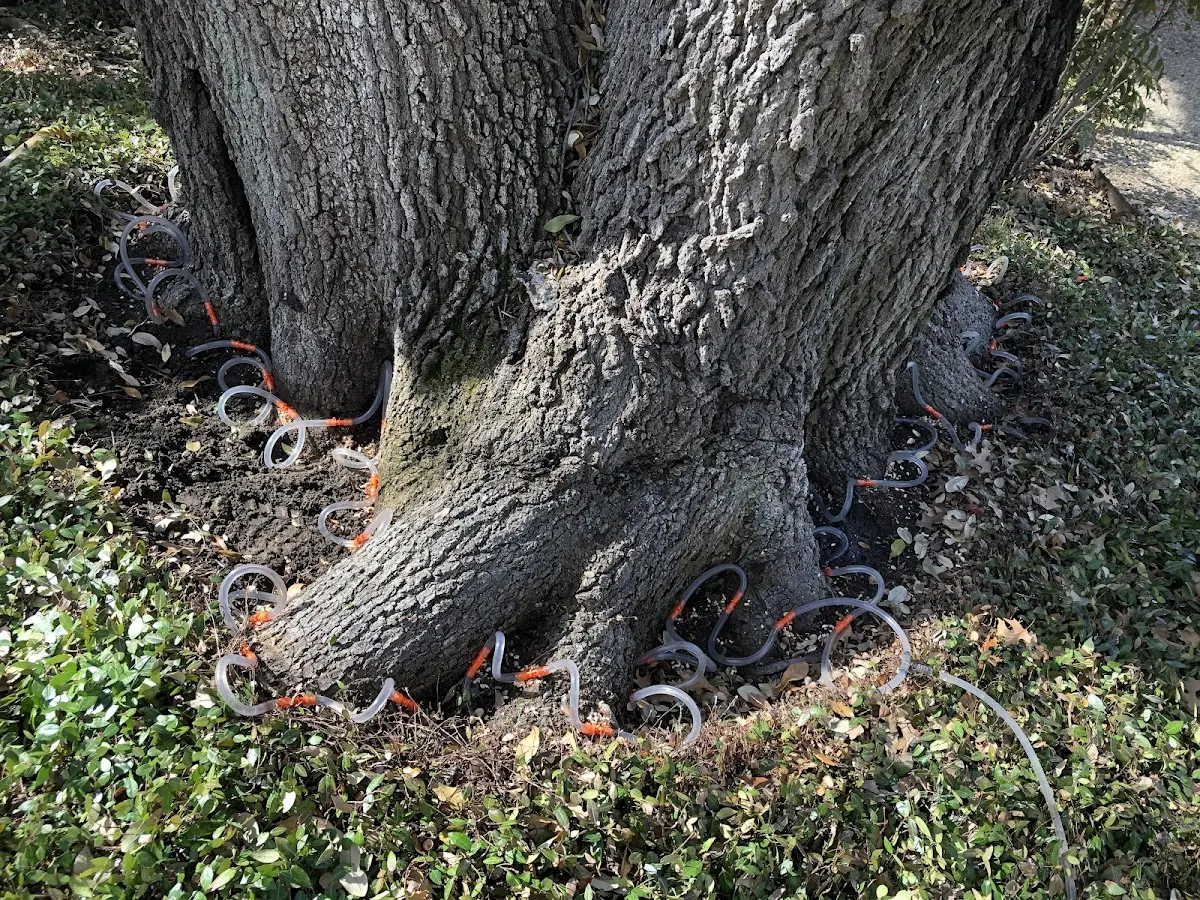 Detailed Tree Cabling and Bracing job site in Avalon