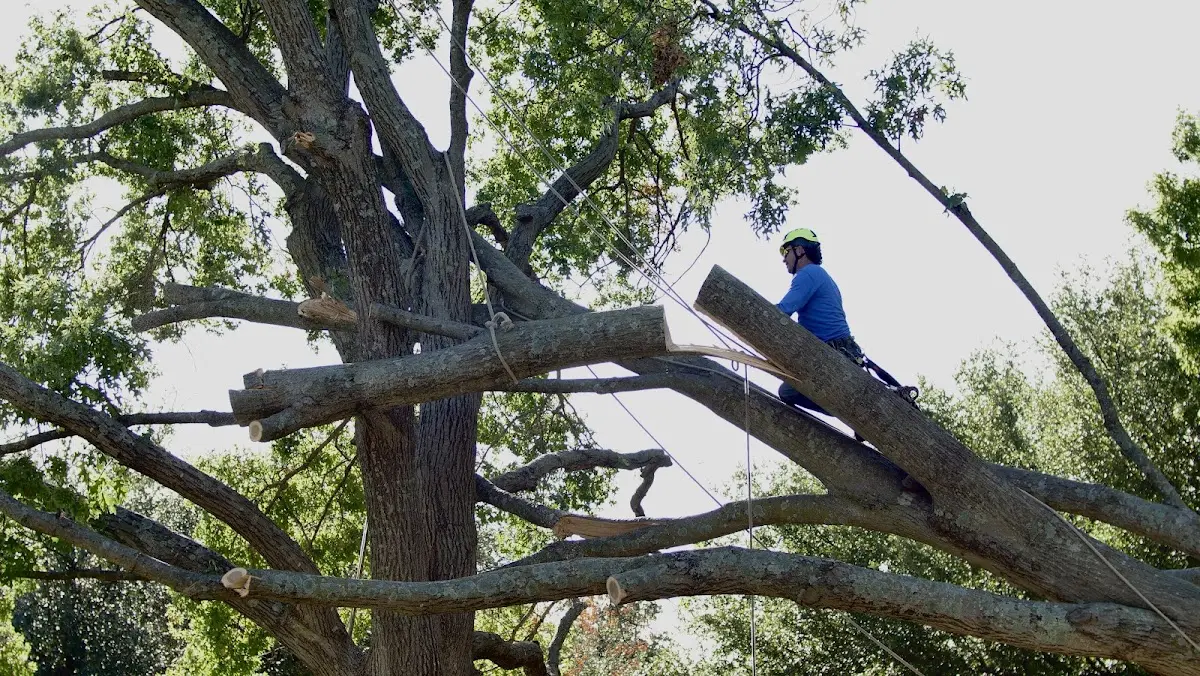 Professional Crown Thinning performed by certified arborists in Avalon